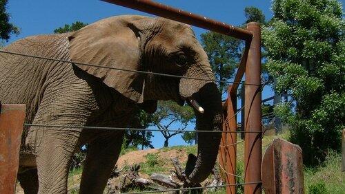 Can Animals Predict Disaster? Can Animals Predict Disaster?