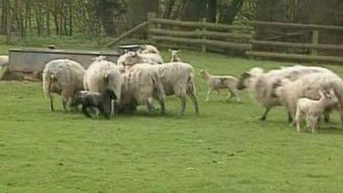 Lambs Lambs