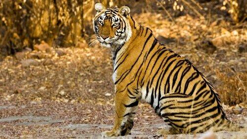 Tiger Dynasty Tiger Dynasty