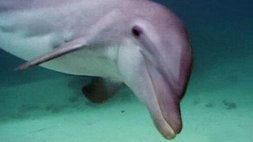 Dolphins Dolphins