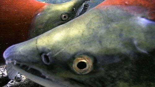 Salmon: Running the Gauntlet Salmon: Running the Gauntlet