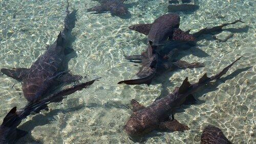 Sharks Gone Rogue Sharks Gone Rogue