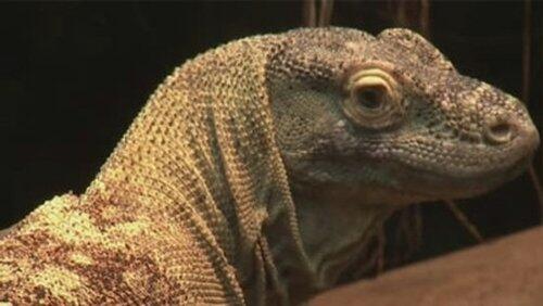 Real Dragons Real Dragons