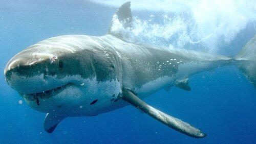 Guadalupe: Island of the White Sharks Guadalupe: Island of the White Sharks