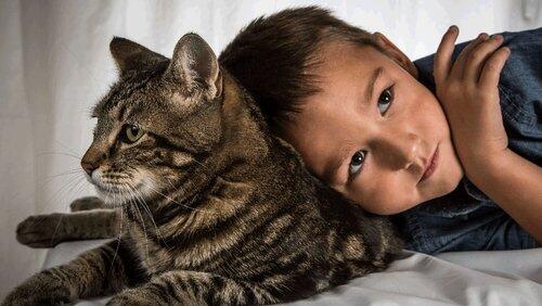 Hero Cat Hero Cat