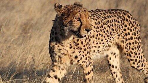 Cheetahs in a Hot Spot Cheetahs in a Hot Spot