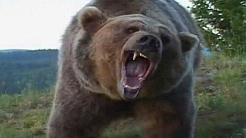Giant Bear Attack Giant Bear Attack