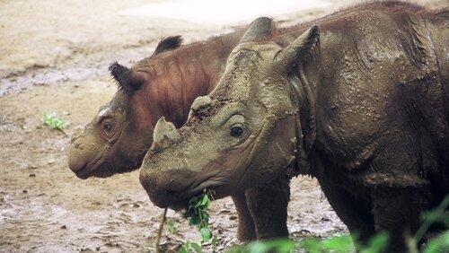 Rhinoceros Rhinoceros