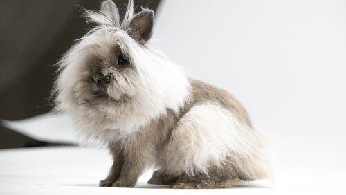 Remarkable Rabbits Remarkable Rabbits