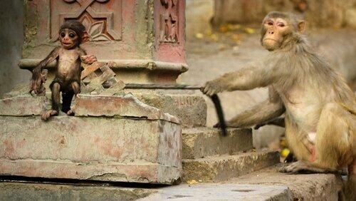 Spy In The Wild - Bad Behavior Spy In The Wild - Bad Behavior