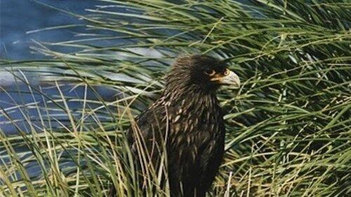 Falklands: Flying Devils Falklands: Flying Devils