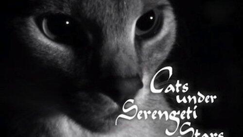 Cats Under the Serengeti Stars Cats Under the Serengeti Stars