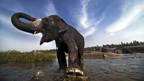 The Elephant Men The Elephant Men