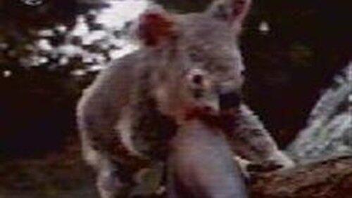 The Scarlet Koala The Scarlet Koala