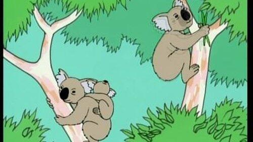 Koala Koala