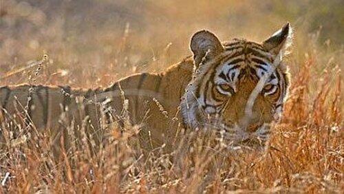 Queen of Tigers Queen of Tigers