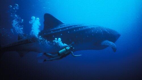 The Secret World of Sharks and Rays The Secret World of Sharks and Rays