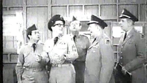 Guinea Pig Bilko Guinea Pig Bilko