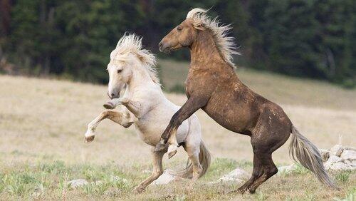 Cloud's Legacy: The Wild Stallion Returns Cloud's Legacy: The Wild Stallion Returns