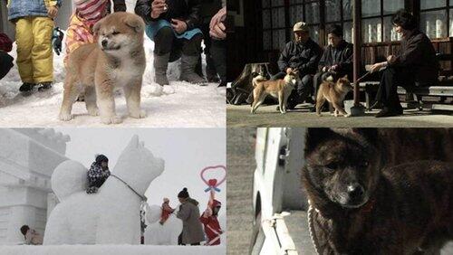 Life with Japanese Dogs Life with Japanese Dogs