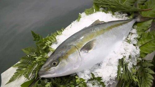Hamachi Hamachi