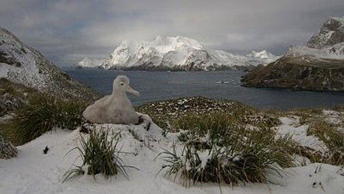 South Georgia, An Island All Alone South Georgia, An Island All Alone