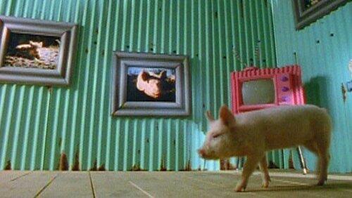 The Joy of Pigs The Joy of Pigs