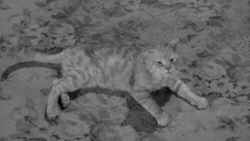 Miss Paisley's Cat Miss Paisley's Cat