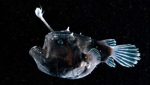 Deep Sea