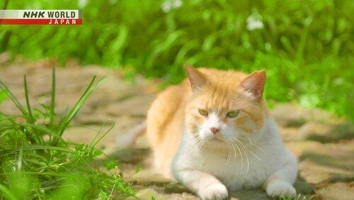 Cat Cat