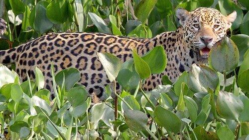 The Pantanal