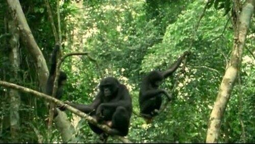 Bonobo, Missing in Action Bonobo, Missing in Action