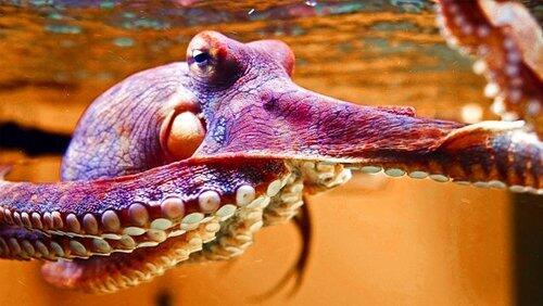 The Octopus in My House The Octopus in My House