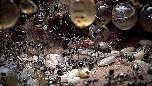 Empire of the Desert Ants Empire of the Desert Ants