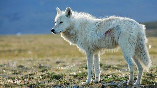 White Falcon, White Wolf White Falcon, White Wolf