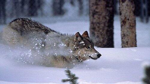 The Wolf's Return The Wolf's Return