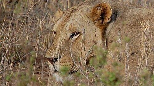 The Man-Eaters of Tsavo The Man-Eaters of Tsavo