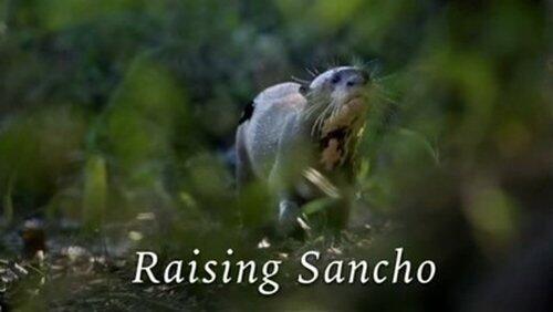Raising Sancho Raising Sancho