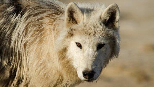 Arctic Wolf Pack Arctic Wolf Pack