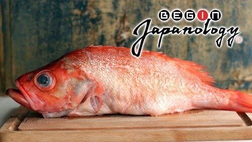 Red Sea Bream Red Sea Bream