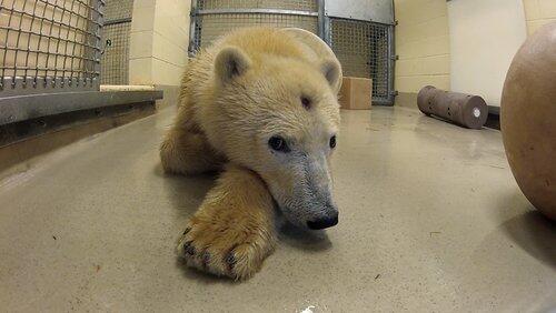 Polar Bear Emergency Polar Bear Emergency