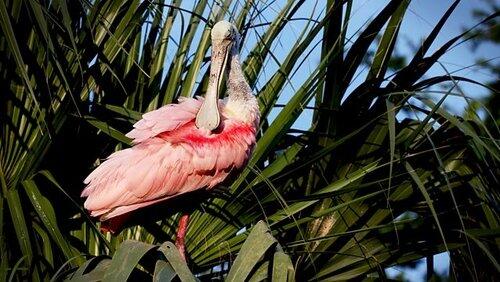 Florida: America's Animal Paradise Florida: America's Animal Paradise