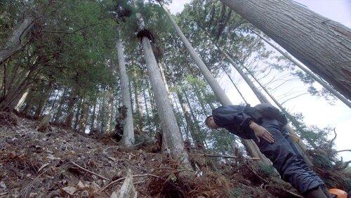 The Forests of Keihoku: Nature's Blessings Sustain the Ancient Capital The Forests of Keihoku: Nature's Blessings Sustain the Ancient Capital