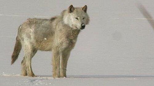 A Wolf Called Storm A Wolf Called Storm