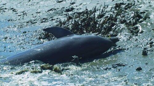 Dolphins: Spy In The Pod (2) Dolphins: Spy In The Pod (2)