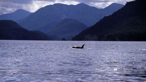 A Killer Whale Called Luna A Killer Whale Called Luna