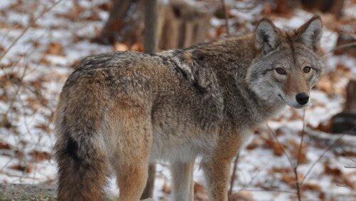 Meet the Coywolf Meet the Coywolf
