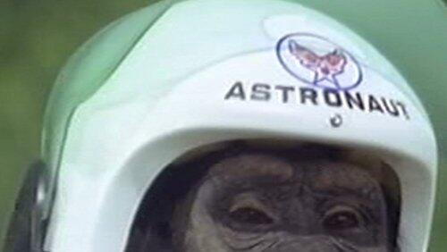 Judy and the Astro Chimp Judy and the Astro Chimp