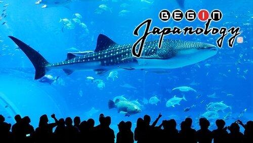 Aquariums Aquariums