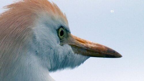 Bird-Brained Bird-Brained